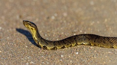 Agkistrodon piscivorus