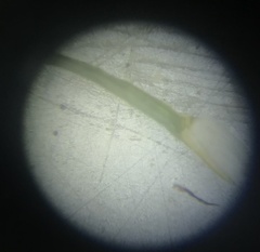 Polytrichum strictum