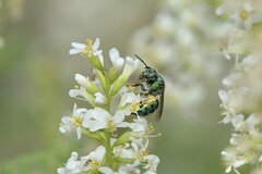 Augochloropsis metallica