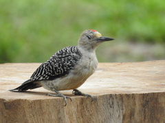 Melanerpes aurifrons
