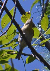 Peucedramus taeniatus