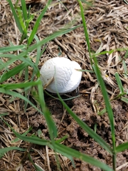 Lycoperdon pratense