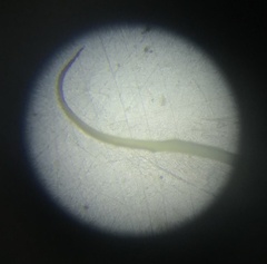 Polytrichum strictum