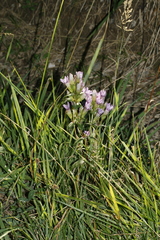Gentianella