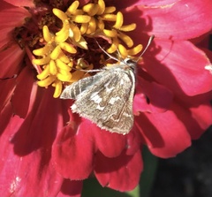 Hesperia assiniboia