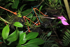 Masdevallia coccinea
