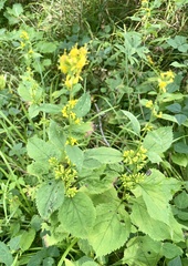 Solidago flexicaulis