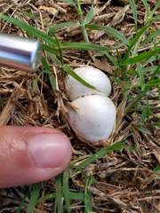 Lycoperdon pratense
