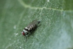 Anthomyia