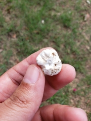 Lycoperdon pratense