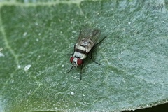 Anthomyia