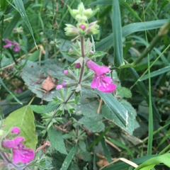 Stachys chamissonis