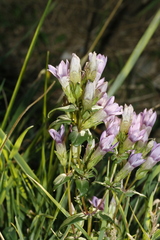 Gentianella