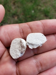 Lycoperdon pratense