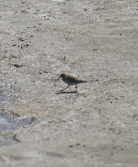 Calidris fuscicollis