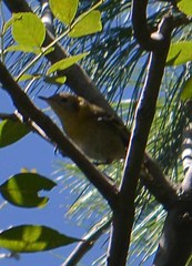 Peucedramus taeniatus