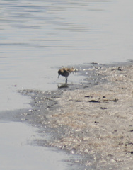 Calidris fuscicollis