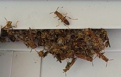 Mischocyttarus mexicanus cubicola