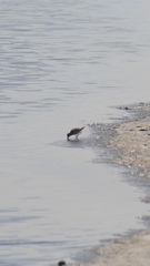 Calidris fuscicollis