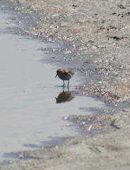 Calidris fuscicollis
