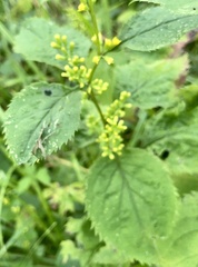 Solidago flexicaulis