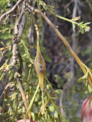 Gnorimoschema baccharisella