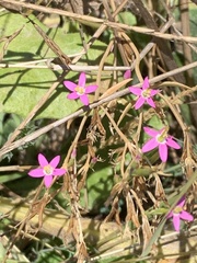 Centaurium pulchellum