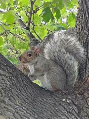 Sciurus carolinensis