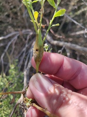 Gnorimoschema baccharisella