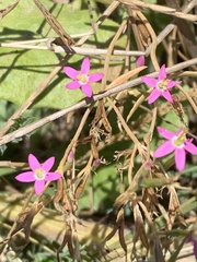 Centaurium pulchellum