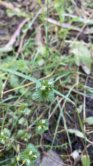 Euphrasia subarctica