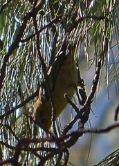 Peucedramus taeniatus