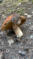 Leccinum insigne