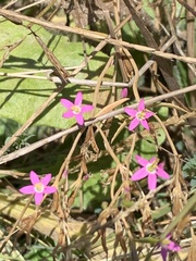 Centaurium pulchellum