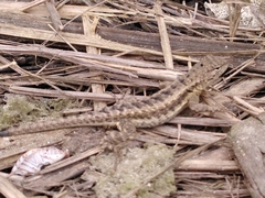 Microlophus occipitalis