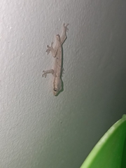 Gekkonidae