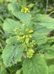 Solidago flexicaulis