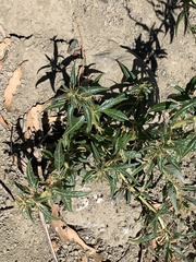Xanthium spinosum