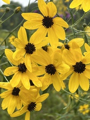 Coreopsis tripteris