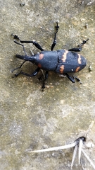 Cactophagus spinolae