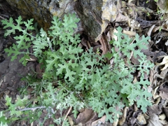 Thuidium