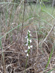 Spiranthes tuberosa