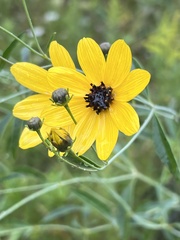 Coreopsis tripteris