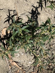 Xanthium spinosum