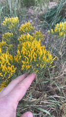 Chrysothamnus viscidiflorus