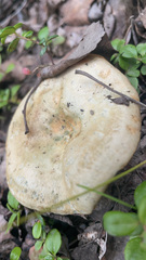 Lactarius alnicola