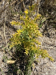 Solidago missouriensis