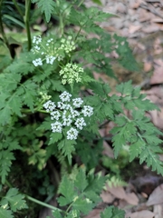 Cnidium monnieri