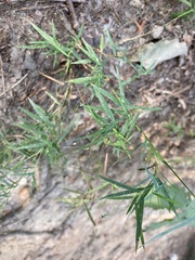 Dichanthelium sphaerocarpon