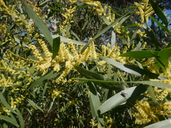 Acacia longifolia longifolia